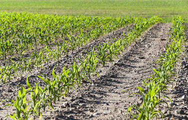 Fototapeta na wymiar Field with corn 