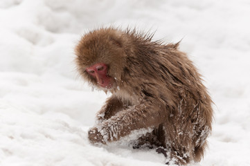 snow monkey in snow