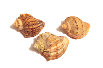 Sea Shells Isolated on the white