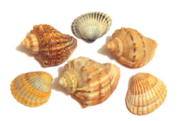 Sea Shells Isolated on the white