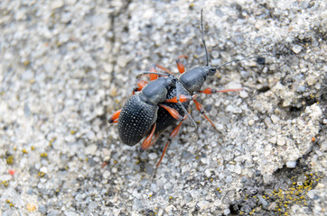 Mate beetles