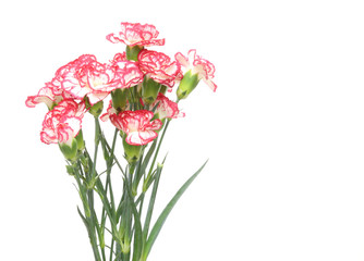 カーネーション