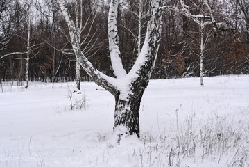 Зимний городской парк