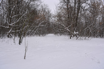Зимний городской парк