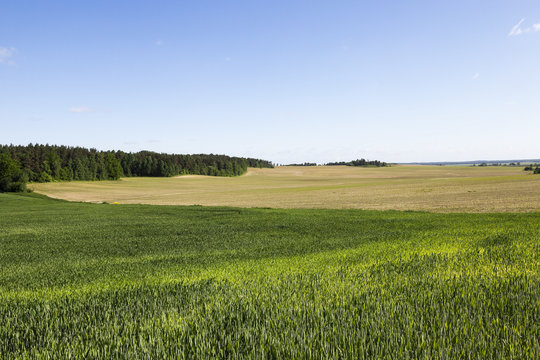 wheat field. Summer 