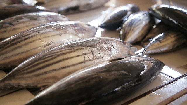 Fresh fish in the market