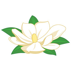 Fototapeta premium Magnolia flower. Vector illustration