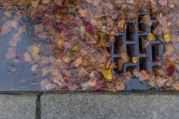 Leaves clogging a drain