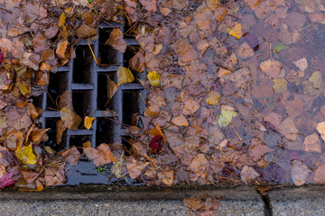 Leaves clogging a drain
