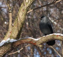 Jackdaw on a branch