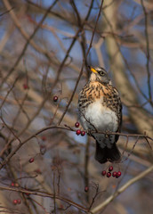 Feldfare on a tree in winter