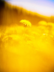 Obraz na płótnie Canvas dandelion meadow