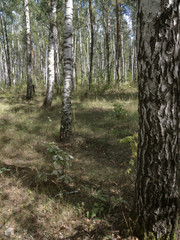 Obraz premium Birch and a birch forest