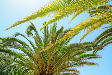 Fototapeta na wymiar palms on a clear day