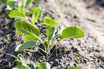 sprout cabbage.  close-up 