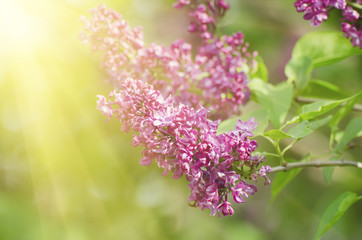 Branch of lilac flowers with the leaves,  vintage retro hipster image with sunshine