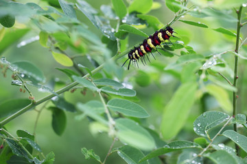 colorful butterfly worm in nature