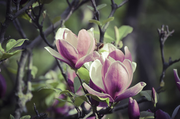 Naklejka premium Blossoming of magnolia flowers in spring time, retro vintage hipster image