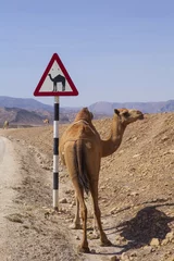 Papier Peint photo Chameau Camel crossing road sign in Oman road