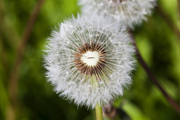 ripened dandelion. close up