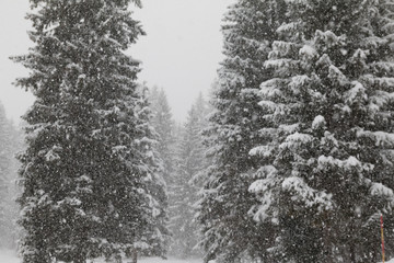 Neve
