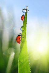 Naklejka premium Fresh green grass with dew drops and ladybirds closeup