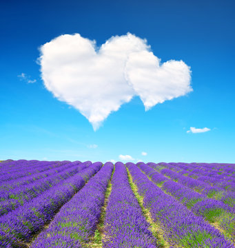 Fototapeta Lavender flower blooming scented fields and blue sky with a white clouds in the form of heart. Valentines day.