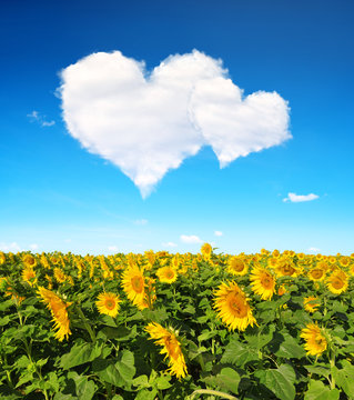 Fototapeta Blooming sunflower field and blue sky with a white clouds in the form of heart. Valentines day.
