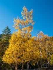 Fototapeta premium Kolory jesieni na drzewach Silver Birch w Hodge Close, Cumbria, Wielka Brytania