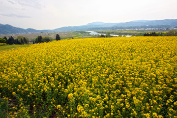 菜の花畑