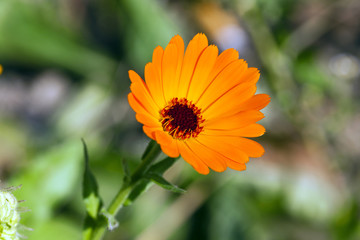 Calendula flower  . close up  