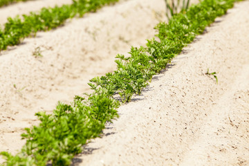  spring. sprouts carrots
