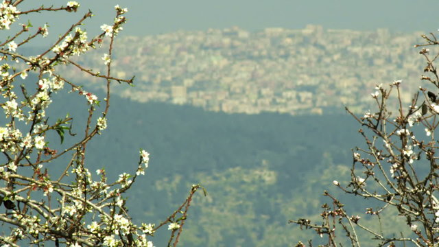 Stock Video Footage of a city seen through almond branches shot in Israel at 4k with Red.