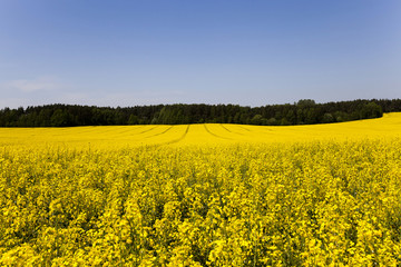 Obraz premium Rape field . summer