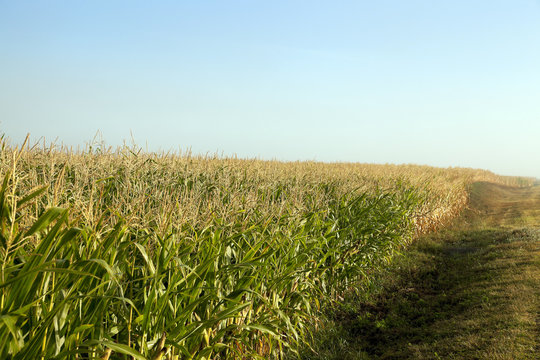 field with corn  