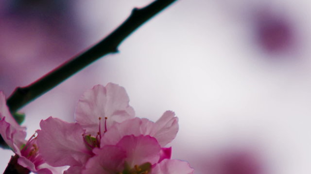 Royalty Free Stock Video Footage of pink blossoms on a tree shot in Israel at 4k with Red.