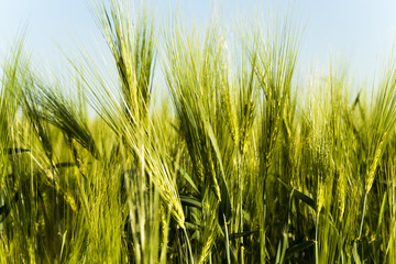 Obraz premium immature cereals. field
