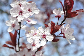 Cherry blossoms