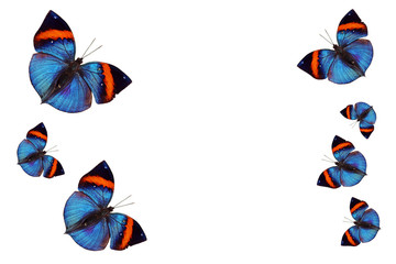 Indischer Blattfalter - Weißer Hintergrund mit blau-roten Schmetterlingen