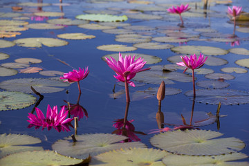 タイ国ウドンタニー県の湖タレーブアデーンの睡蓮