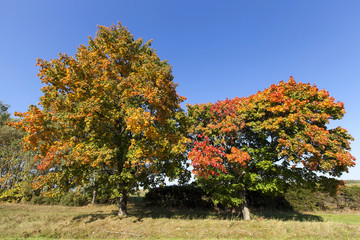 autumn forest . park 