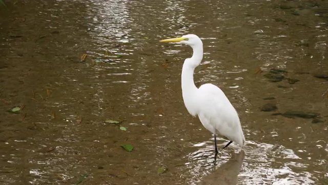 Shot of white bird taking flight from water in Rio, Brazil.