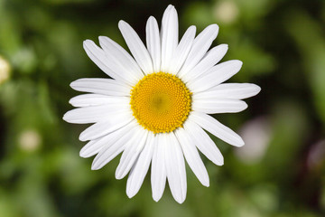 Fototapeta premium white daisy. bloom