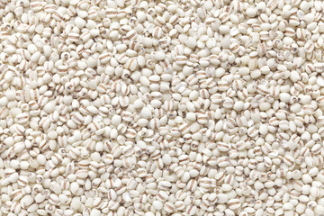 job's tears , Adlay , Tear grass