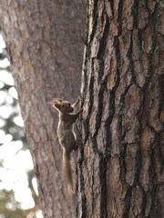 木を登るエゾリス