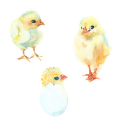 Watercolor painting. Three small yellow chicken.