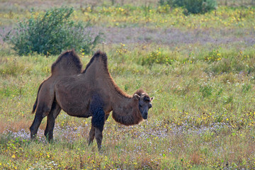 Bactrian camel (Camelus bactrianus)