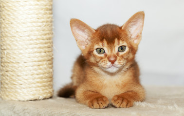 Abyssinian kitten ,  cat