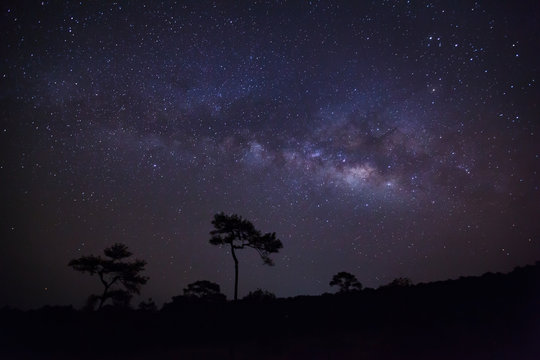 Silhouette of pine tree and milky way.Long exposure photograph.W