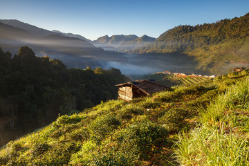 Tea plantation in the Doi Ang Khang, Chiang Mai, Thailand